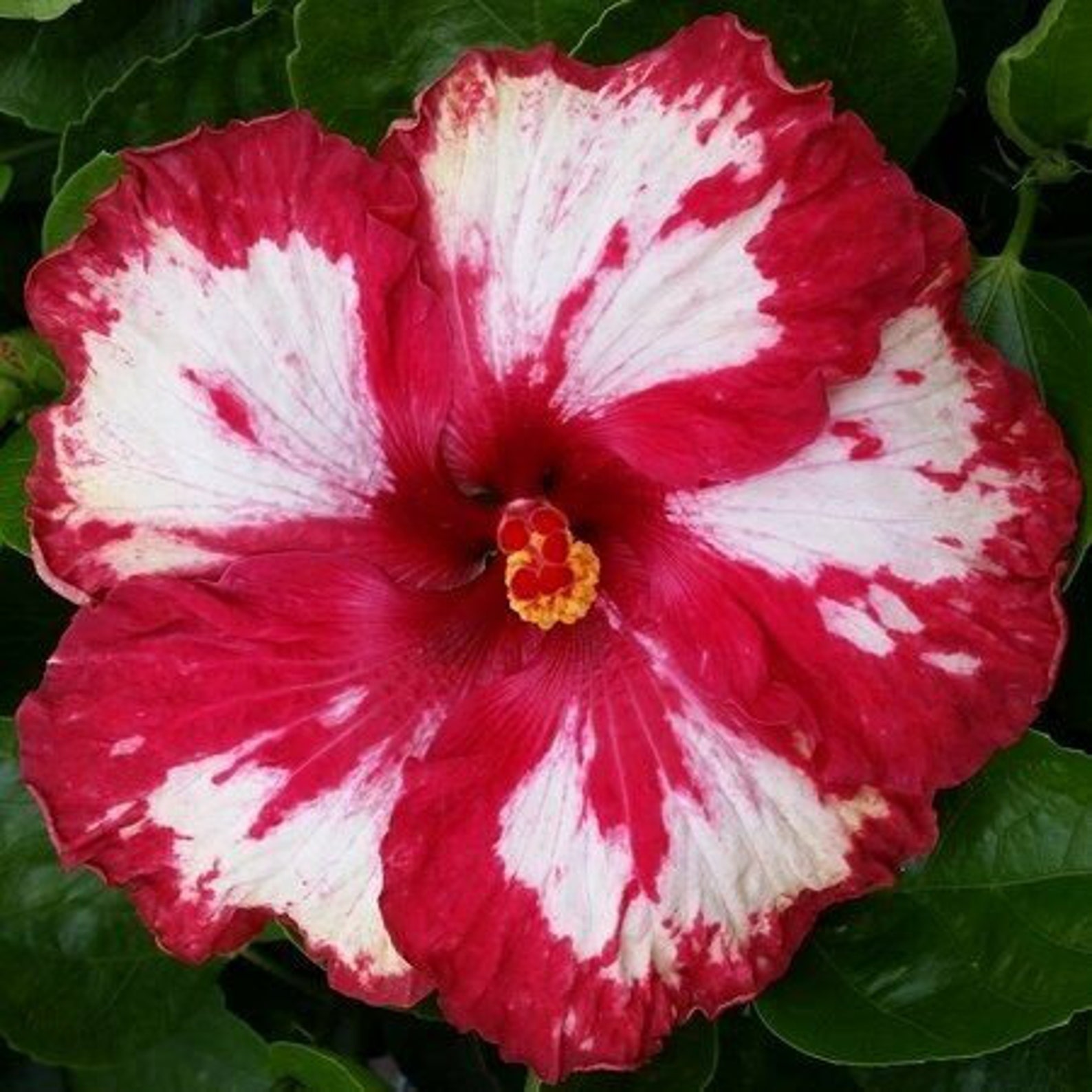 Hibiscus Cajun Color Rim of Fire Plant 1 Starter Plant Etsy