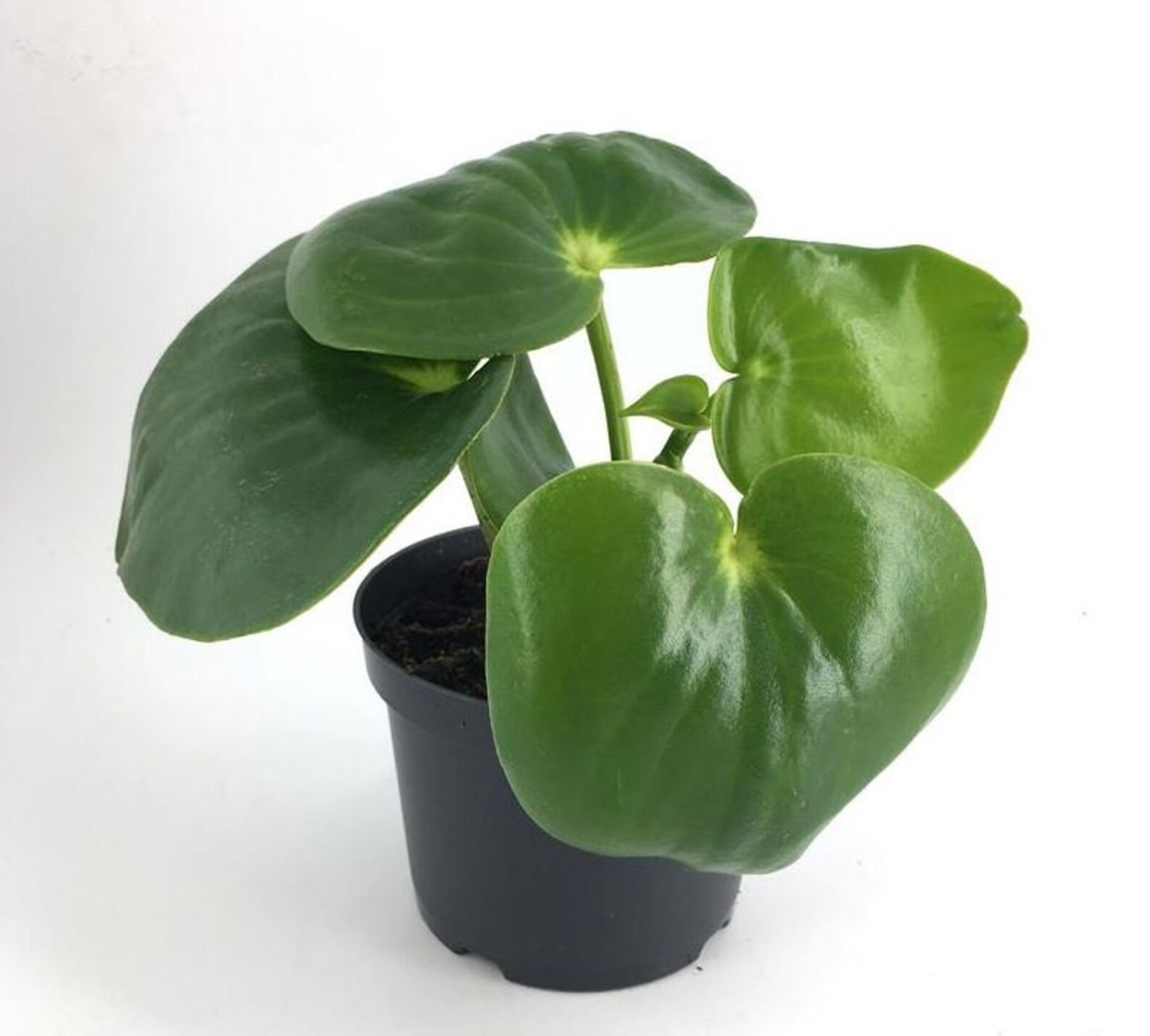 Пеперомия многокистевая Peperomia polybotrya
