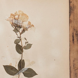 1 de 10 páginas de HERBÁRIO sueco antigo da década de 1930, plantas prensadas reais vintage, espécimes botânicos, arte de parede escandinava retrô