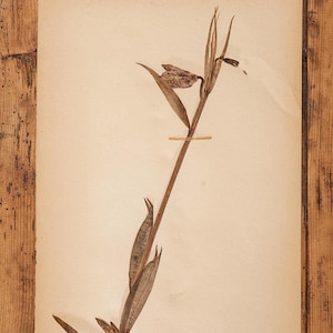 1 de 10 páginas antigas de HERBARIUM sueco de 1909-1911, plantas prensadas reais vintage, espécimes botânicos, arte de parede escandinava retrô