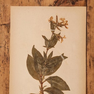 1 van 10 antieke 1909-1911 Zweedse HERBARIUM-pagina's, vintage echte geperste planten, botanisch exemplaar, retro Scandinavische muurkunst