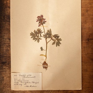 Antyczne strony szwedzkiego HERBARIUM z 1916 r., zabytkowe prawdziwe prasowane rośliny, okaz botaniczny, skandynawska sztuka ścienna w stylu retro, 1 strona dekoracji kwiatowej