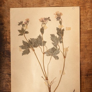 Antieke Zweedse HERBARIUM-pagina's uit 1916, vintage echte geperste planten, botanisch exemplaar, retro Scandinavische muurkunst, bloemendecor van 1 pagina