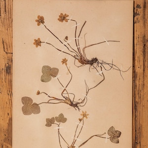 Pagine antiche di ERBARIO svedese degli anni '20, piante vere pressate d'epoca, esemplari botanici, arte murale scandinava retrò, 1 pagina