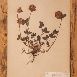 Pagine antiche di ERBARIO svedese degli anni '20, piante vere pressate d'epoca, esemplari botanici, arte murale scandinava retrò, 1 pagina