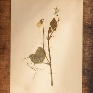 1 di 9 pagine HERBARIUM svedesi degli anni '40 antichi, piante pressate reali vintage, esemplari botanici, arte murale scandinava retrò