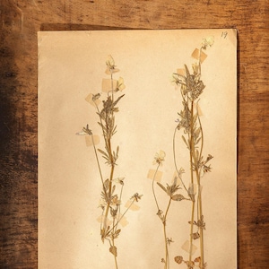 Anciennes pages HERBARIUM suédoises de 1916, vraies plantes pressées vintage, spécimen botanique, art mural scandinave rétro, décor floral de 1 page