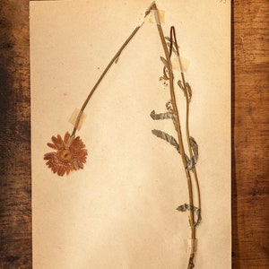 1 di 10 pagine di ERBARIO svedese antico del 1916, piante pressate vere d'epoca, esemplare botanico, arte murale scandinava retrò, decorazioni floreali