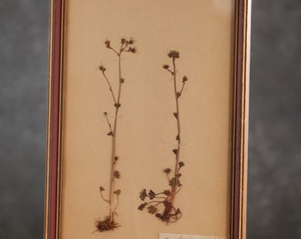 Antique 1922 Swedish HERBARIUM page in frame, Vintage Real Pressed Plants, Botanical Specimen, Retro Scandinavian Floral Wall Art