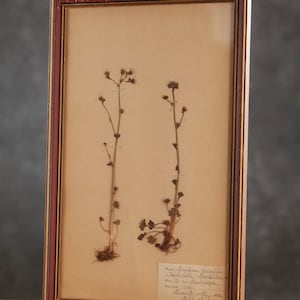 Antigua página de HERBARIUM sueco de 1922 en marco, Plantas prensadas reales vintage, espécimen botánico, arte de pared floral retro escandinavo