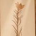 see more listings in the Vintage herbarium section