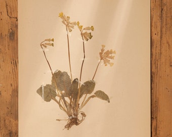 1 von 10 antiken schwedischen HERBARIUM-Seiten aus den 1930er Jahren, echte gepresste Vintage-Pflanzen, botanisches Exemplar, skandinavische Retro-Wandkunst