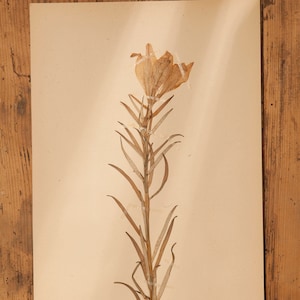 1 de 10 páginas antiguas de HERBARIUM suecas de 1930, plantas prensadas reales vintage, espécimen botánico, arte de pared retro escandinavo