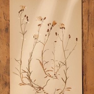 1 von 10 antiken schwedischen HERBARIUM-Seiten aus den 1930er Jahren, echte gepresste Vintage-Pflanzen, botanisches Exemplar, skandinavische Retro-Wandkunst
