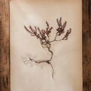 Antigüedades 1907-1913 Páginas suecas del herbario, Vintage Real Pressed Plants, Botanical Specimen, Retro Scandinavian Wall Art, decoración floral de 1 página
