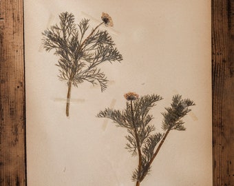 Antike schwedische HERBARIUM-Seiten von 1908-1912, Vintage echte gepresste Pflanzen, botanisches Exemplar, skandinavische Retro-Wandkunst, 1 Seite Blumendekor
