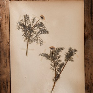 Antiguo 1908-1912 páginas de HERBARIUM sueco, plantas prensadas reales vintage, espécimen botánico, arte de pared escandinavo retro, decoración floral de 1 página