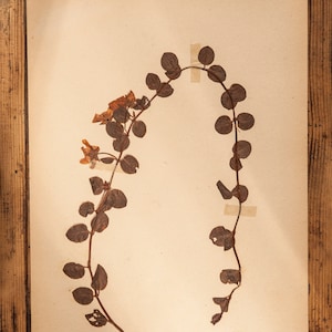 1 di 10 pagine HERBARIUM svedesi antiche degli anni '30, piante pressate reali vintage, esemplari botanici, arte murale scandinava retrò