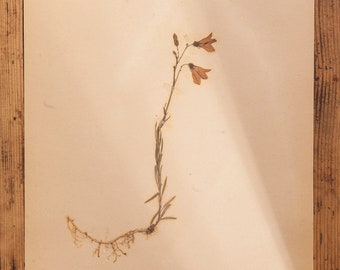 1 z 10 antycznych szwedzkich stron zielnikowych z lat 40. XX wieku, Vintage prawdziwe rośliny prasowane, okaz botaniczny, retro skandynawska sztuka ścienna
