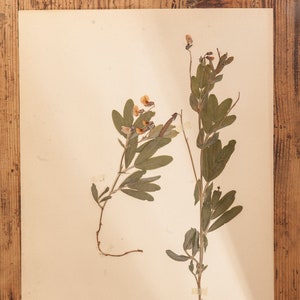 1 von 6 antiken schwedischen 1930er HERBARIUM-Seiten, Vintage echte gepresste Pflanzen, botanisches Exemplar, Retro skandinavische Wandkunst
