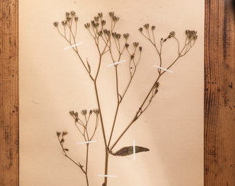 1 of 10 Antique Swedish 1940's HERBARIUM pages, Vintage Real Pressed Plants, Botanical Specimen, Retro Scandinavian Wall Art