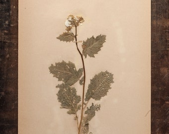 Antieke 1920's Zweedse HERBARIUM pagina's, Vintage Echte Geperste Planten, Botanisch Exemplaar, Retro Scandinavische Kunst aan de muur, 1 pagina