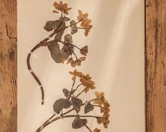 1 von 10 antiken schwedischen 1930er HERBARIUM-Seiten, Vintage echte gepresste Pflanzen, botanisches Exemplar, Retro skandinavische Wandkunst