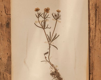 1 von 10 antiken schwedischen 1940er HERBARIUM-Seiten, Vintage echte gepresste Pflanzen, botanisches Exemplar, Retro skandinavische Wandkunst