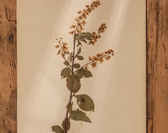 1 von 10 antiken schwedischen 1930er HERBARIUM-Seiten, Vintage echte gepresste Pflanzen, botanisches Exemplar, Retro skandinavische Wandkunst