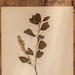 see more listings in the Vintage Herbarium section