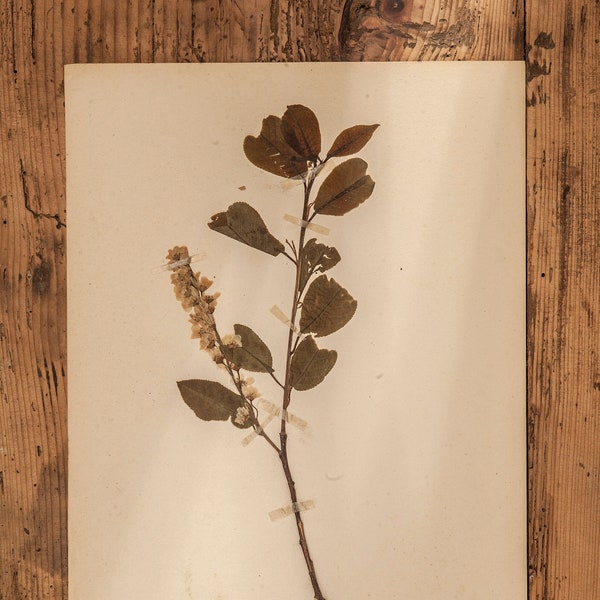 1 of 10 Antique Swedish 1940's HERBARIUM pages, Vintage Real Pressed Plants, Botanical Specimen, Retro Scandinavian Wall Art