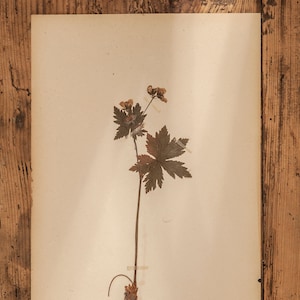 1 sur 10 pages antiques d'herbier suédois des années 1940, vraies plantes pressées vintage, spécimen botanique, art mural scandinave rétro