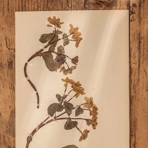 1 von 10 antiken schwedischen 1930er HERBARIUM-Seiten, Vintage echte gepresste Pflanzen, botanisches Exemplar, Retro skandinavische Wandkunst