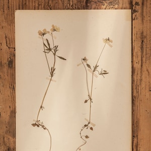 1 de 10 páginas antiguas de HERBARIUM sueco de 1940, plantas prensadas reales vintage, espécimen botánico, arte de pared retro escandinavo