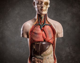 Modello anatomico vintage del corpo umano, curiosità medica del torso a grandezza reale degli anni '50, arredamento anatomico dipinto a mano della metà del secolo