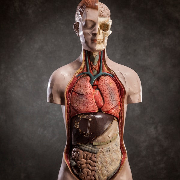 Modelo anatómico vintage del cuerpo humano, torso de tamaño real curiosidad médica de la década de 1950, decoración anatómica pintada a mano de mediados de siglo