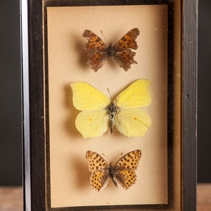 1 di 8 Vetrina per entomologia vintage, scatole d'ombra per insetti anni '70/'80, esemplare di farfalla tassidermia, arredamento lepidopterista retrò 4