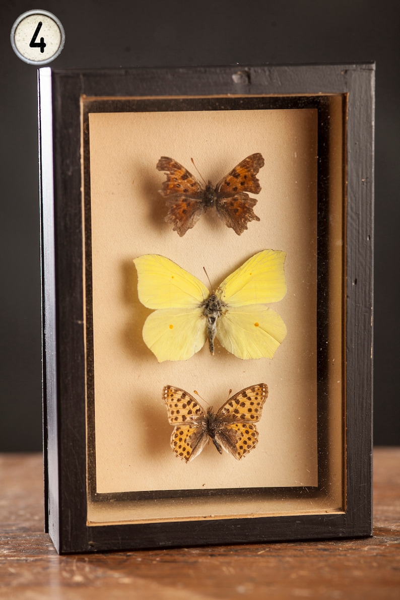 1 di 8 Vetrina per entomologia vintage, scatole d'ombra per insetti anni '70/'80, esemplare di farfalla tassidermia, arredamento lepidopterista retrò 4