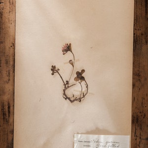 Antique 1909-1916 Pages suédoises dherbier, vintage Real Pressed Plants, Spécimen botanique, Art mural scandinave rétro, décor floral de 1 page 10