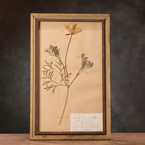 Antica pagina HERBARIUM svedese del 1909 in cornice di legno, piante pressate reali vintage, esemplari botanici, arte murale floreale scandinava retrò