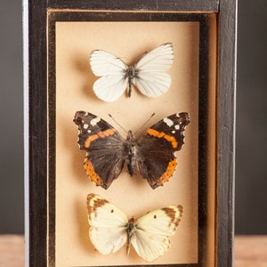 1 di 8 Vetrina per entomologia vintage, scatole d'ombra per insetti anni '70/'80, esemplare di farfalla tassidermia, arredamento lepidopterista retrò 6