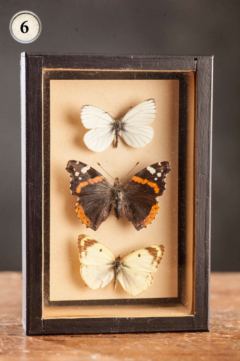 1 di 8 Vetrina per entomologia vintage, scatole d'ombra per insetti anni '70/'80, esemplare di farfalla tassidermia, arredamento lepidopterista retrò 6