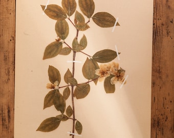 1 di 10 pagine HERBARIUM svedesi antiche degli anni '40, piante pressate reali vintage, esemplari botanici, arte murale scandinava retrò