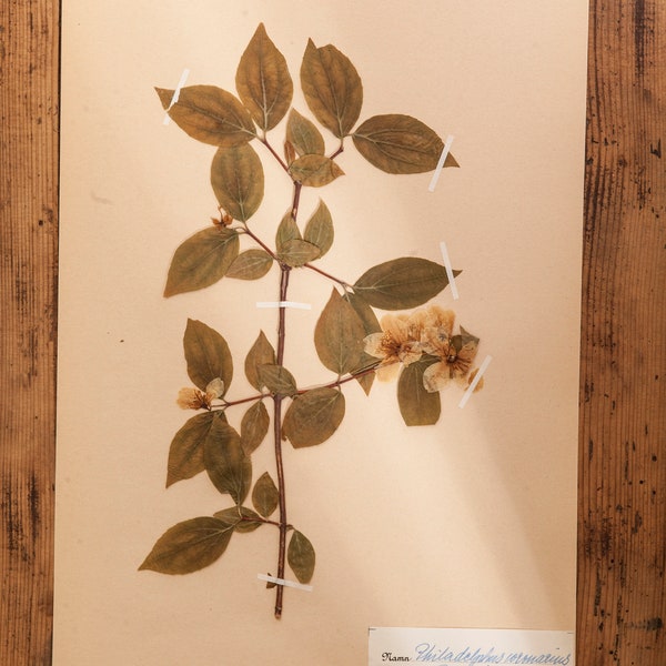 1 of 10 Antique Swedish 1940's HERBARIUM pages, Vintage Real Pressed Plants, Botanical Specimen, Retro Scandinavian Wall Art