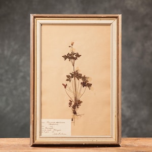 Página antigua de HERBARIO sueco de 1916 en marco de madera, plantas prensadas auténticas de época, ejemplar botánico, arte floral retro escandinavo para pared