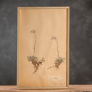 Antica pagina HERBARIUM svedese del 1922 in cornice, piante pressate reali vintage, esemplari botanici, arte murale floreale scandinava retrò