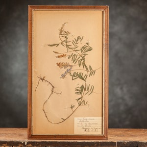 Antigua página de HERBARIUM sueco de 1921 en marco, Plantas prensadas reales vintage, Espécimen botánico, Arte de pared floral escandinavo retro