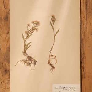 1 van 10 antieke Zweedse HERBARIUM-pagina's uit de jaren 30, vintage echte geperste planten, botanisch exemplaar, retro Scandinavische muurkunst