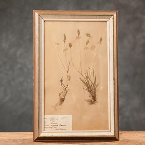 Pagina antica di ERBARIO svedese del 1916 in cornice di legno, piante vere pressate d'epoca, esemplare botanico, arte floreale da parete scandinava retrò