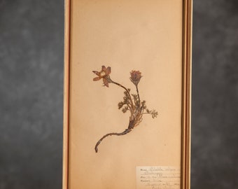 Ancienne page d'herbier suédois de 1922 dans un cadre, véritables plantes pressées vintage, spécimen botanique, art mural floral scandinave rétro